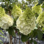 Hortenzia metlinatá (Hydrangea paniculata) ‘MAGICAL MONT BLANC’ - výška 90-100 cm, kont. C10L - NA KMIENKU